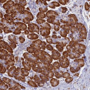 Anti-TMEM18 antibody produced in rabbit 