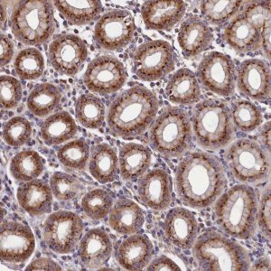 Anti-TMEM181 antibody produced in rabbit 