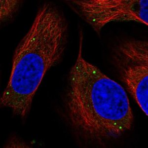 Anti-TMEM181 antibody produced in rabbit 