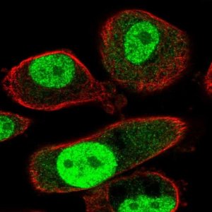 Anti-TMEM184A antibody produced in rabbit 