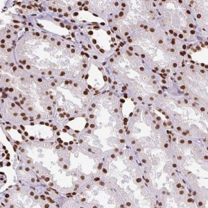 Anti-TMEM184C antibody produced in rabbit 