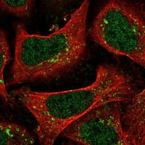 Anti-TMEM184C antibody produced in rabbit 