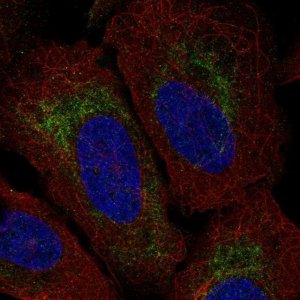 Anti-TMEM185A antibody produced in rabbit 