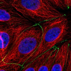 Anti-TMEM186 antibody produced in rabbit 