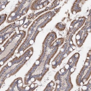 Anti-TMEM187 antibody produced in rabbit 