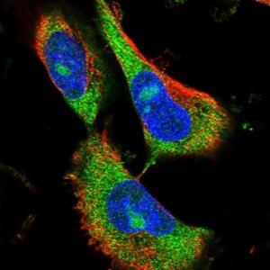Anti-TMEM187 antibody produced in rabbit 