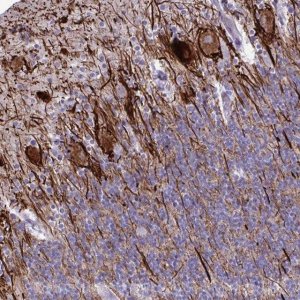 Anti-TMEM189 antibody produced in rabbit HPA059549-100UL