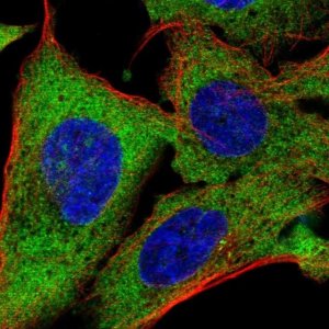 Anti-TMEM189 antibody produced in rabbit HPA059549-100UL