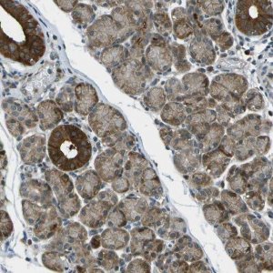 Anti-TMEM19 antibody produced in rabbit HPA016830-100UL