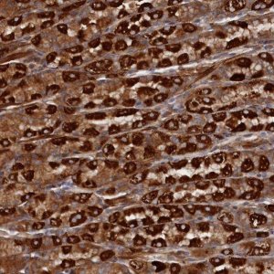 Anti-TMEM196 antibody produced in rabbit 