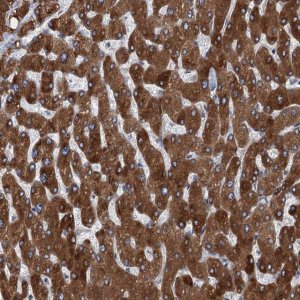 Anti-TMEM205 antibody produced in rabbit 