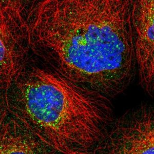 Anti-TMEM209 antibody produced in rabbit 