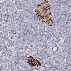 Anti-TMEM211 antibody produced in rabbit 