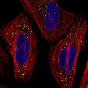 Anti-TMEM54 antibody produced in rabbit 