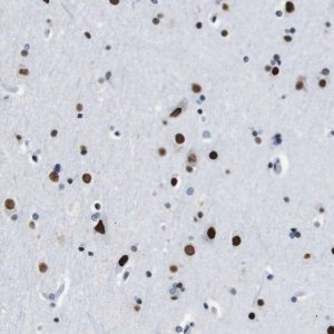 Anti-TMEM55A antibody produced in rabbit 