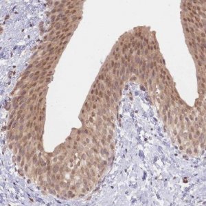 Anti-TMEM55B antibody produced in rabbit 