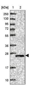 Anti-TMEM55B antibody produced in rabbit 