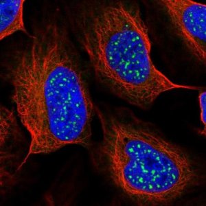 Anti-TMEM56 antibody produced in rabbit 