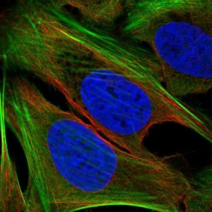 Anti-TMEM59L antibody produced in rabbit 