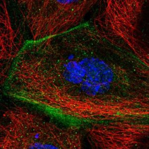 Anti-TMEM63B antibody produced in rabbit 