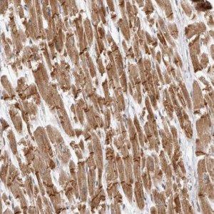 Anti-TMEM65 antibody produced in rabbit 