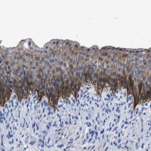 Anti-TMEM68 antibody produced in rabbit 