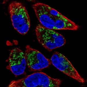 Anti-TMEM71 antibody produced in rabbit 