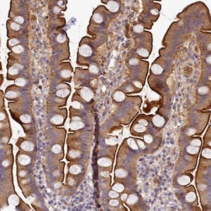 Anti-TMEM74B antibody produced in rabbit 