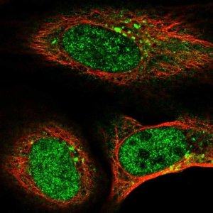 Anti-TMEM74B antibody produced in rabbit 