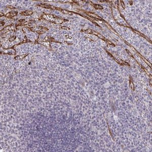 Anti-TMEM82 antibody produced in rabbit 