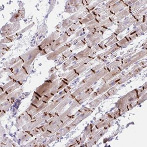 Anti-TMEM86A antibody produced in rabbit 