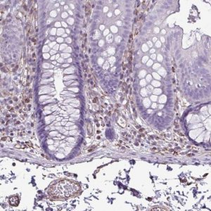 Anti-TMEM86B antibody produced in rabbit 