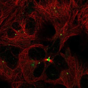Anti-TMEM86B antibody produced in rabbit 