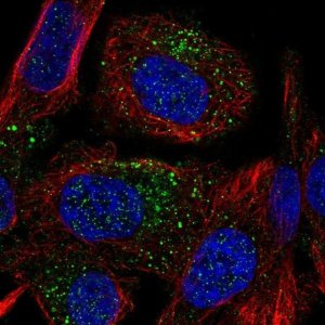 Anti-TMEM8B antibody produced in rabbit 