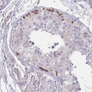 Anti-TMEM8C antibody produced in rabbit 
