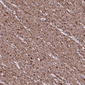Anti-TMEM92 antibody produced in rabbit 