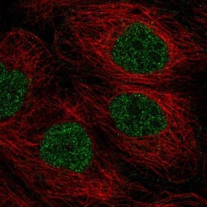 Anti-TMEM92 antibody produced in rabbit 