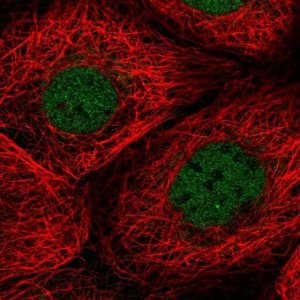 Anti-TMEM94 antibody produced in rabbit 