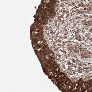 Anti-TMEM9B antibody produced in rabbit 