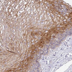 Anti-TMPRSS11D antibody produced in rabbit 