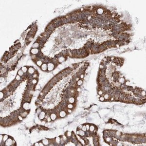 Anti-TMPRSS11F antibody produced in rabbit 