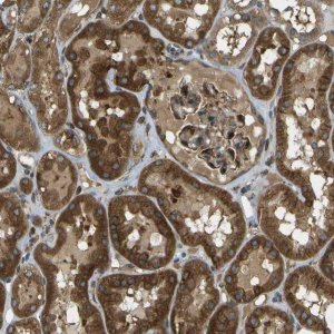 Anti-TMTC1 antibody produced in rabbit 