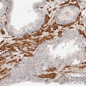 Anti-TMTC2 antibody produced in rabbit 