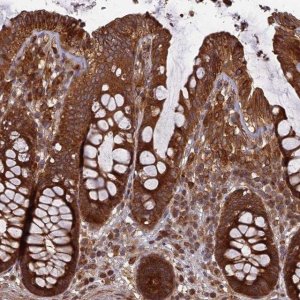 Anti-TMUB2 antibody produced in rabbit 