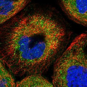 Anti-TMUB2 antibody produced in rabbit 