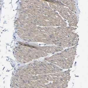 Anti-TNFAIP1 antibody produced in rabbit 