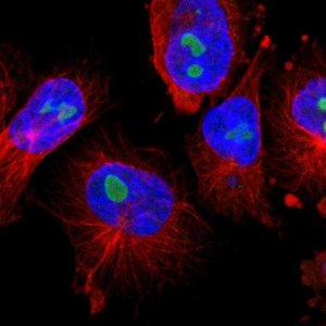 Anti-TNFAIP1 antibody produced in rabbit 