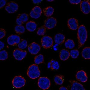 Anti-TNFAIP3 antibody produced in rabbit 