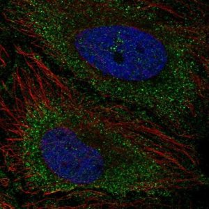 Anti-TNFAIP8L3 antibody produced in rabbit 