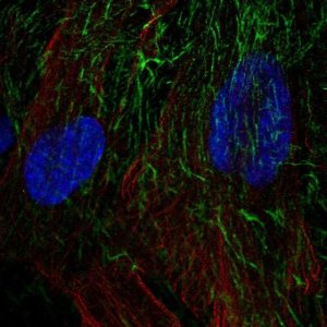 Anti-TNFRSF10D antibody produced in rabbit 